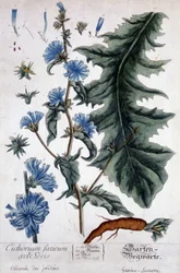 Növénytani tábla: cichorium factivum velseris (kertek chicoree).