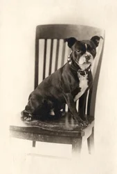 Boxer ül egy széken, 1890 körül (ezüst nyomat)
