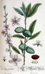 A mandulafa ága, virága és gyümölcse - botanikai tábla