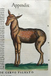 Cervidae (antilop?) in Historia Animalium de Conrad Gesner (1516 - 1565), Tiguri