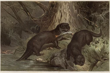 Chilei vidra – A déli folyami vidra, Lontra provocax – metszet Alfred Edmund Brehm (1829-1884) „” Brehm