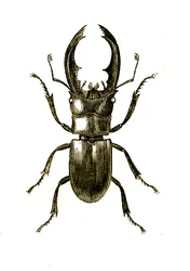 Coleoptera: Hexarthius Buqueti vagy Lucanus