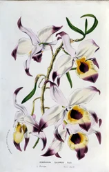 Dendrobium falconeri: az orchideák családja.