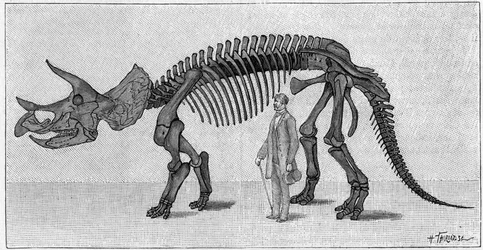 Dinoszaurusz csontváz: „” Triceratops prorsus”, március. A Sziklás-hegység felső krétája. A rajz reprodukciója, amelyet March úr közölt Albert Gaudry intézettel. Gravírozás „” La Nature: revue des sciences et de leurs applications aux ar