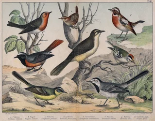 Diverses illustration of birds "History" natural birds". szerk. Hoepli, Milánó