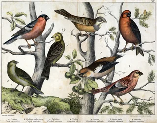 Diverses illustration of birds "History" natural birds". szerk. Hoepli, Milánó