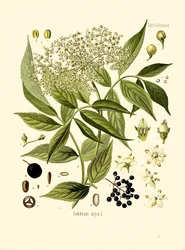 Elder Bore Tree (színes litó)