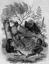 Az indiai Gibbons Hoolockot ábrázoló metszet.
