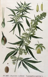 Női kannabisz növény. 19. századi metszet