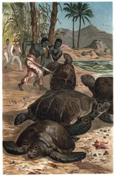 Zöld teknős vagy atlanti teknős – A zöld tengeri teknős (Chelonia mydas) – metszet Alfred Edmund Brehm (1829-1884) „” Brehm