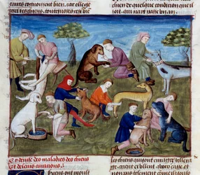 Hogyan gyógyítsuk meg a vadászkutyákat betegségekre és sérülésekre A miniatűr Gaston III Phoebus, Foix grófja, Medve ura (1331-1391) „A vadászat könyvéből”