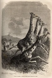 Zsiráfvadászat: az elbeszélő rálő a vadra, vezetői pedig végeznek egy már megsebesített zsiráffal. Metszet Sir Samuel W. Baker 1861-62-es, a Nílus abesszin mellékfolyóit feltáró útjának illusztrálására, megjelent a „Le Tour du monde“ 187. számában