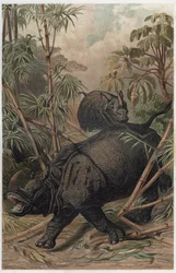 Indiai orrszarvú – Az indiai orrszarvú (Rhinoceros unicornis) – metszet Alfred Edmund Brehm (1829-1884) „” Brehm