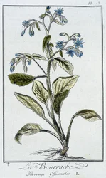 Borágó (Borago Officinalis) – „Gyakorlatok a botanikából a kereskedők számára”, írta J.C. Philibert, Imprimerie de Crapelet, Párizs