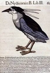 La bihoreau in Historia Animalium, Conrad Gesner (1516-1565), Tiguri