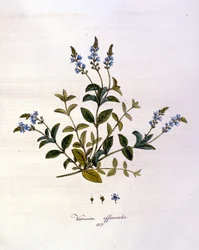 La veronika. 19. századi metszet.