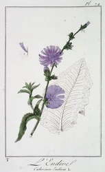 Endive (Cichorium Endivia) – a „Növénytani gyakorlatok kereskedők számára” című könyvében, írta J. C. Philibert, Imprimerie de Crapelet, Párizs