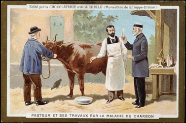 Louis Pasteur és munkája a lépfenével kapcsolatban - a Chocolats d