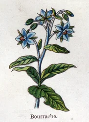 Gyógy- és élelmiszer-botanikai növények: áfonya. Friedrich Eduard Bilz (1842-1922) vésése „La medicine naturelle”-ba