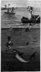 A gyöngykultúra anyja Tahitin: egy cápa által megtámadt gyöngyanya. (A szerző által közölt dokumentumok szerint). Gravírozás: „” La Nature: revue des sciences et de leurs applications aux arts et a l
