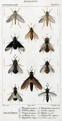 Természettudományi tábla. Rovartan. Dipteres család. Aploceres: 1. Rhagion bükk; 2. Plebeien bion; 3. Ferruginous Sic; 4 Anthrax morio; 5. Hypoleon 63 sor; 6. Stratyome kaméleon; 7; Cyrte acephal; 8. Mydas drótban; 9. Utiginous nemotele; 10.kulcsszarvú ce