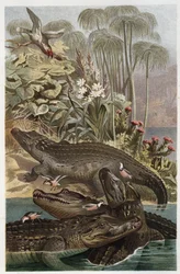 Nílusi krokodil – A nílusi krokodil (Crocodylus niloticus) – metszet Alfred Edmund Brehm (1829-1884) „” Brehm