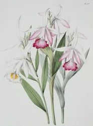 Orchidea: Sobralia liliastrum a "Sertum Orchidaceum"-ból.