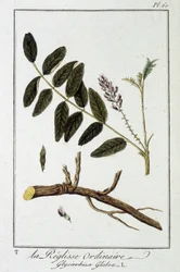 Közönséges liquisse (Glycyrrhiza glabra) – a „Növénytani gyakorlatok kereskedők számára” című kiadványban, szerkesztette: J.C. Philibert, Imprimerie de Crapelet, Párizs