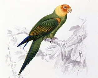 Madártan: Carolina papagáj. (Psittacus carolinensis)