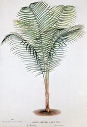 Palm Cocos Weddelliana (Brazília) - Botanikai tábla