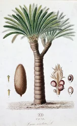 Palm Cycas Revoluta - Botanikai tábla