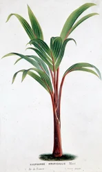 Palm Hyophorbe Amaricaulis (Mauritius) - Botanikai tábla
