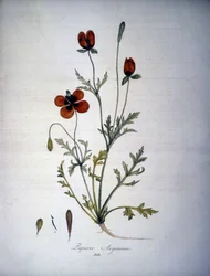 Papaver Argemone (A mák argemone virága és növénye). 19. századi herbárium.