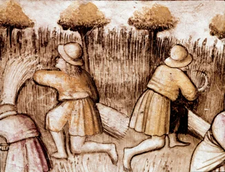 Parasztok kaszálnak bleket Miniatűr a 212-es kódexből (vagy Padovano kódexből vagy Páduai Bibliából) 1390-1400 Rovigo, Accademia dei Concordi