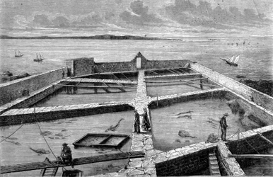 Haltenyésztés Concarneau-ban. Metszet 1860-ból.