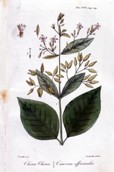Quinquina (Cinchona Officinalis) tányérja.