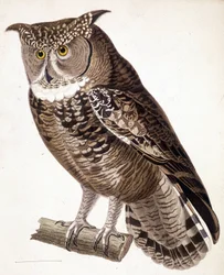 Raptor: afrikai bagoly. 19. századi metszet