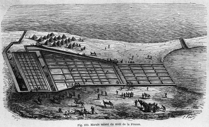Sótermelés: egy dél-franciaországi sós mocsár képe, 1880-as metszet