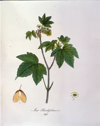 Sycamore Maple Branch. Botanikai tábla egy herbáriumból a 19. század elejéről.