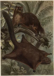 Taguan (repülő mókus) (Sciuridae család) - Mókus (repülőmókus) - metszet Alfred Edmund Brehm (1829-1884) „” Brehm
