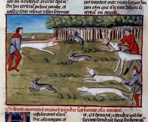 A nyúlvadászat miniatűrje Gaston III Phoebus, Foix grófja, Medve ura (1331-1391) „A vadászat könyvéből”