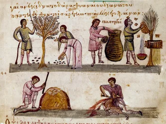 Az olajbogyó betakarítása, a méz előállítása és a bárányvágás Miniatűr a szíriai Oppian (Oppian vagy Oppianus) (Kr. u. III. század) Caracallának szentelt vadászfejéséből. 11. századi Velence. Biblioteca Marciana