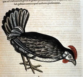 A tyúk Conrad Gesner Historia Animalium című műve nyomán, Tiguri 1560. Biblioteca Nazionale Braidense, Milánó