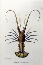 A homár. 19. század