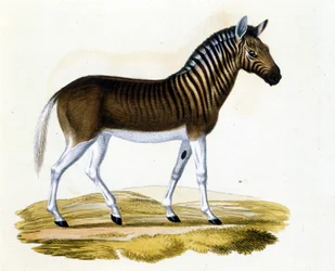 A quagga (couagga), egy állat 1870 körül tűnt el: a lóhoz és a zebrához közel álló emlős volt, csíkokkal a nyakán és a fején. Metszet a 19. század végéről.