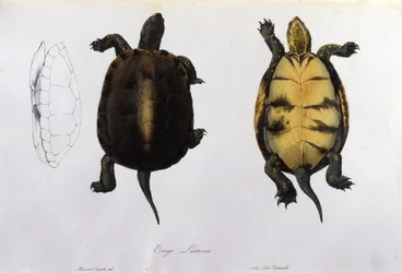 A maláriás teknős Emys Lutaria a bonapartei „Fauna Italica” után. Milánó