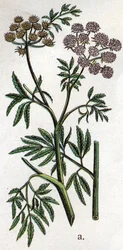 Mérgező botanikai növények: vízi bürök vagy vízi bürök, más néven vasbürök (Cicuta virosa). Friedrich Eduard Bilz (1842-1922) vésése „A természetes gyógymód”-ba