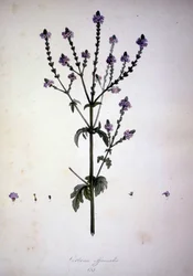 Verbena officinalis (Verbena officinale). 19. századi herbárium.
