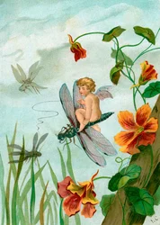 Szárnyas tündér szitakötőn lovagol Nasturtium Flowers közelében