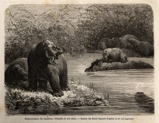 Zambiai víziló: nőstény és fiai felfrissülnek a folyóban. Metszet Dr. Livingstone első dél-afrikai útjainak illusztrálására 1840 és 1856 között, a „Le tour du monde, nouveau Journal des voyages” című kiadványban, amely Edouard Cha irányítása alatt jelent m